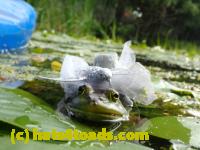 /home//u458753944/public_html/sourcegallery/////////////Frogs/More bullfrogs/P8180186.JPG